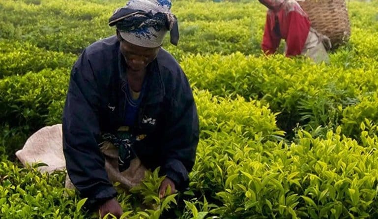 Farmcrowdy Raises 1 Million to Get Nigerian Farmers Online